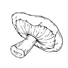 Linear sketch of mushrooms. Vector graphics.