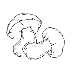 Linear sketch of mushrooms. Vector graphics.