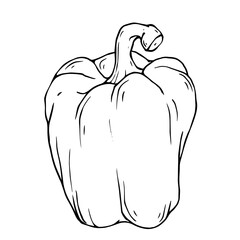 Linear sketch of sweet bell pepper. Vector graphics.
