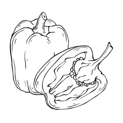 Linear sketch of sweet bell pepper. Vector graphics.