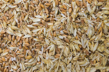 littered raw wheat grain, wheat grain waste, chaff of wheat
