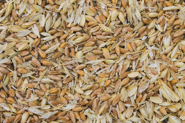 littered raw wheat grain, wheat grain waste, chaff of wheat
