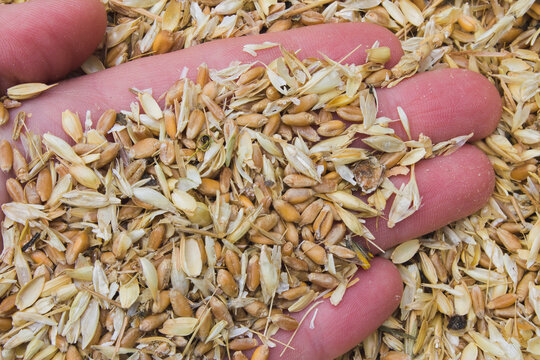 littered raw wheat grain, wheat grain waste, chaff of wheat