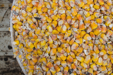 clogged grain of corn, corn grain and dust, corn grain waste