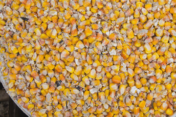 clogged grain of corn, corn grain and dust, corn grain waste