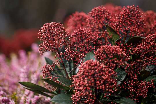 red Skimmia Japonica Rubella plant in the garden at early spring close-up, selective focus
