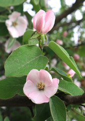 Spring blooming garden. Apple trees in bloom.
