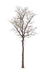Dead tree ,Silhouette dead tree or dry tree isolated on white background