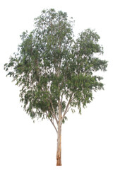 Eucalyptus  isolated on white background.