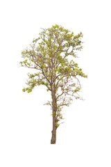 Tree isolated on white background.Clipping path. - 575657902