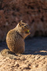 Close up of squirrel eating nut on a wall with background Grand Canyon