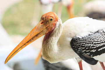 Painted stork with Heavy Yellow Beak in Thailand