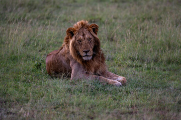 Male lions in the Masai Mara savannah