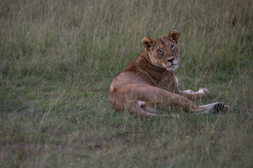 Fototapeta na wymiar Lion female in the Masai Mara