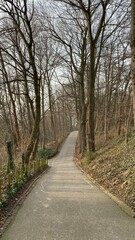 Fototapeta na wymiar Chemin asphalté traversant le bois avec la végétation luxuriante en hiver au parc Josaphat à Schaerbeek 