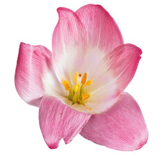 large single red and white isolated crocus bloom
