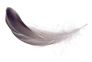 goose dark grey feather curl isolated on white