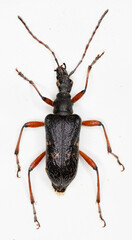 Longhorned beetle on white