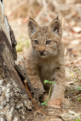 Naklejka na ściany i meble Canada lynx cub sitting hidden by the dry trunk in Banff National Park. Canadian lynx baby look curiously around into dry forest. Detailed view of North American wildcat in fall nature Lynx canadensis