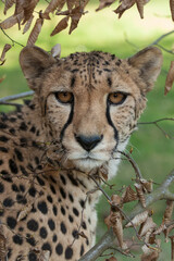 East-Southern African cheetah looking eye to eye in autumn nature. Detail of a cheetah head turned backward with striking brown eyes, black nose and spotted body hidden in dry leaves. Acinonyx jubatus