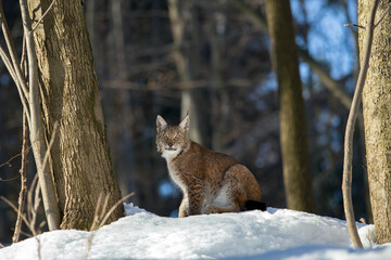 Eurasian lynx sit in the woods at noon sun in snow. Winter wildlife scene from Carpathian Mountains, Central Europe. Carpathian lynx against the backdrop dark forest and blue sky. Lynx carpathicus