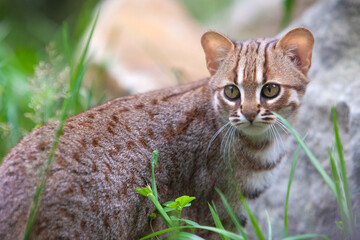 Rusty-spotted cat stand in grass and her head is turned backward. Prionailurus rubiginosus...