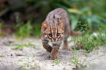 Rusty-spotted cat stalking her prey in Ceylon nature with one front paw raised. Small cat from wild...