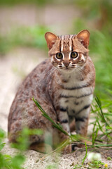 Naklejka na ściany i meble Rusty-spotted cat sit in sand and dense vegetation. Is the world's smallest cat and is native to the forests of Sri Lanka. Prionailurus rubiginosus phillipsi is agile, daring and curiosity wildcat