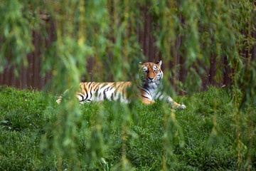Female amur tiger lies on the shore of the lake in dense vegetation. Siberian tigress in natural environment. Evening scene from nature. Big cat hidden beneath leaves of willow Panthera tigris altaica