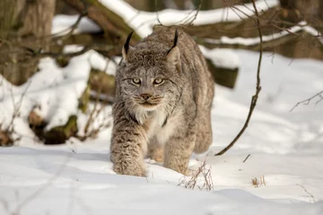 Acrylic prints Lynx Canada lynx walking in deep snow cover in the woods on a sunny day. Lynx canadensis in the wild nature of Alaska winter. Canadian Lynx on the background of branch and tree trunk