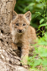 Canadian lynx cub peeks curiously around a tree in Yellowstone National Park. Young canada lynx sitting hidden in vegetation on a trunk with front paw extended. North American wildcat. Lynx canadensis