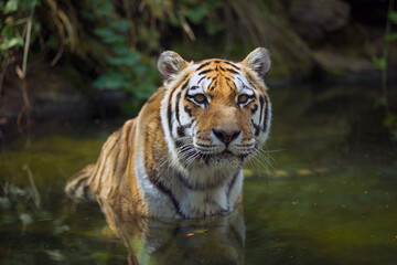 Siberian tiger stands in deep water of the lake and his body is mirrored in the water. Amur tiger stares into the eyes in nature habitat. View of the predator hidden from the sun in summer season.