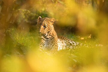 Sri Lankan leopard lying at sunset in Udawalawe National Park. Angry ceylon leopard male resting in grass hidden behind shrub in evening sun. Spotted big cat in the wild nature. Panthera pardus kotiya - obrazy, fototapety, plakaty