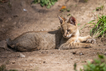 Naklejka na ściany i meble Jungle cat cub lies in the sand and his head is turned backward. Cute young swamp cat look back in the wild nature and stalking her prey. Detailed scene of curious wild animal also called reed cat.