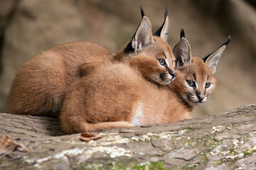 Two caracal huddle together for warmth in the cold weather. Persian lynx cubs lies with his head to himself on a tree trunk. Detail on young african lynx - wild cats native to Africa with fluffy fur