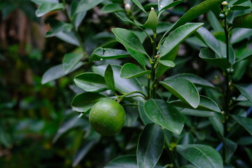 kumquat tree in the garden