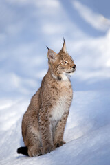 Young eurasian lynx sitting in deep snow. Carpathian lynx in the wild winter nature on the background snowy landscape. Detailed view wildcat in beautiful light on the snow frost. Mountains of Europe