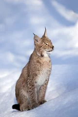Poster Young eurasian lynx sitting in deep snow. Carpathian lynx in the wild winter nature on the background snowy landscape. Detailed view wildcat in beautiful light on the snow frost. Mountains of Europe © Luk