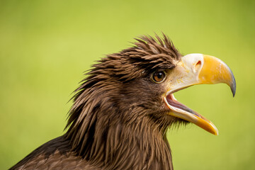 White-tailed eagle squawking isolated on a chartreuse yellow background. Detailed side view of head  an eurasian sea eagle at the autumn sun. Gray eagle with fluffy feathers on his head and open beak.
