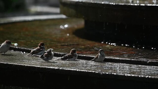Gorri&oacute;n com&uacute;n ba&ntilde;andose en fuente, Rosario, Argentina