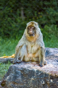 esemplare di bertuccia al Parco Natura Viva
