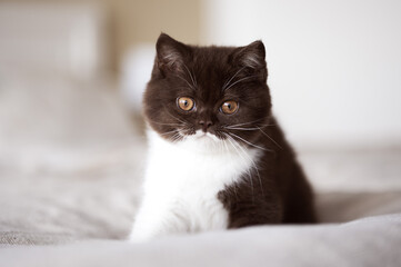 Obraz na płótnie Canvas Britisch Kurzhaar Kitten Katze in chocolate 