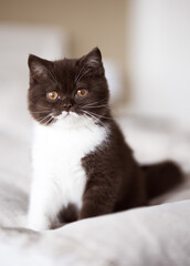 Britisch Kurzhaar Kitten Katze in chocolate
