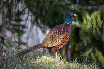 A pheasant is looking for food at the edge of the park.