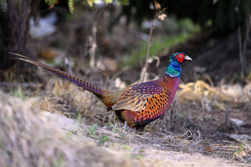 Fototapeta premium A pheasant is looking for food at the edge of the park.