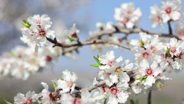 Slow motion close-up of blooming almond tree branches with flowers. Almond trees blossom 