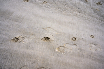 Hundepfoten im Sand