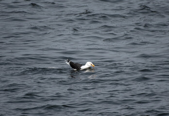 Great Black Backed Gull