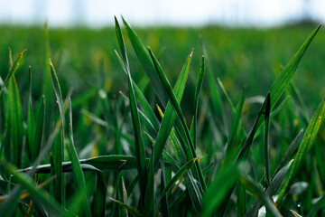 green grass background
