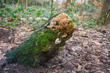 Baumstamm mit Moosbewuchs und Pilzen